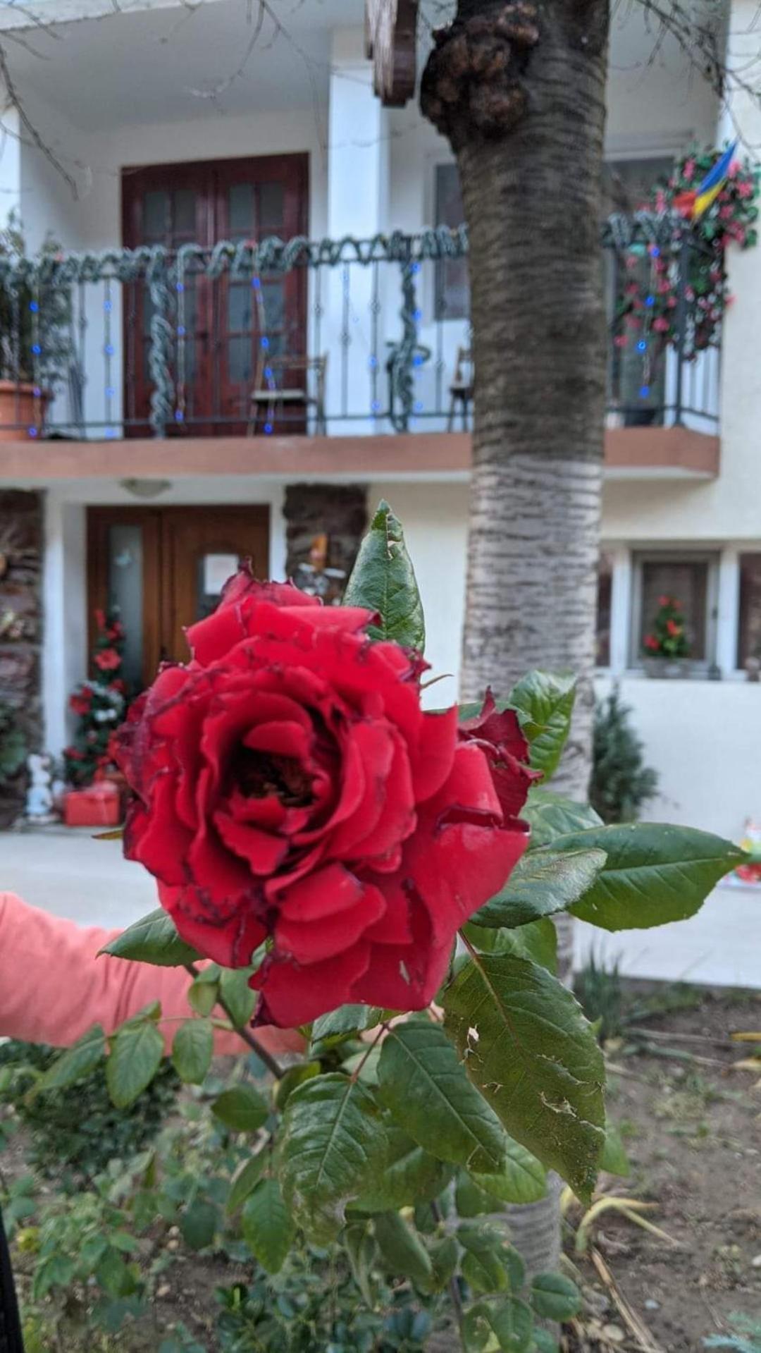Casa Adelina Hotel Băile Herculane Cameră foto